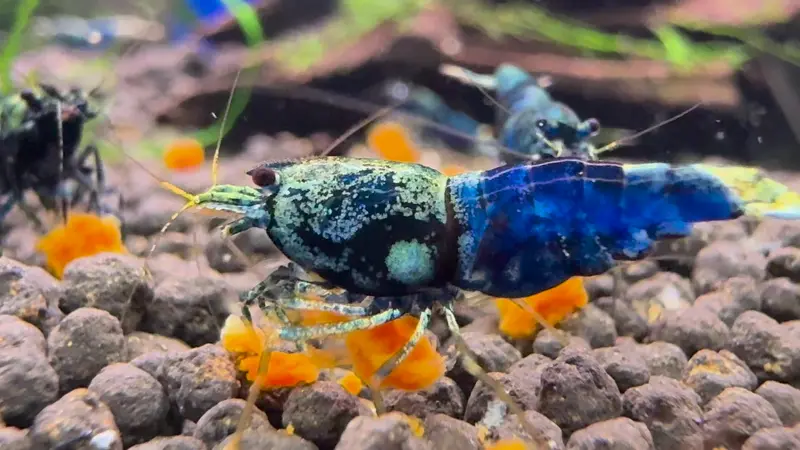 Ocean Blue Garnele