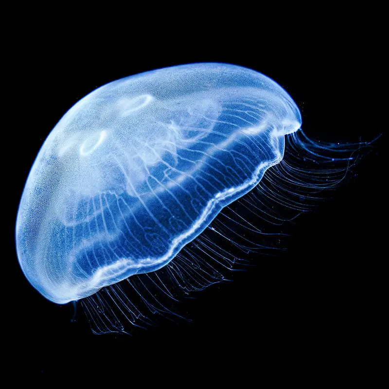 Ohrenquallen Polyp (Aurelia aurita)