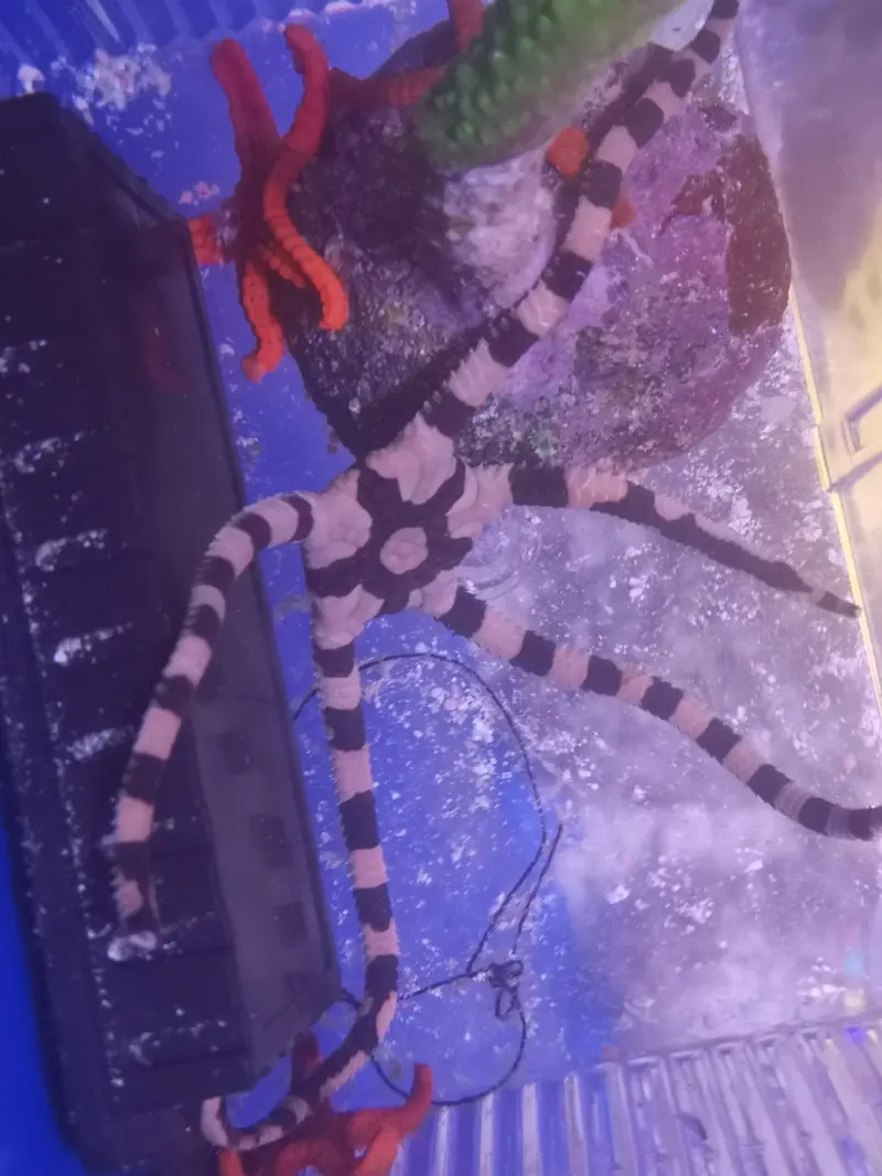 Ophiolepis superba – Gebänderter Schlangenseestern