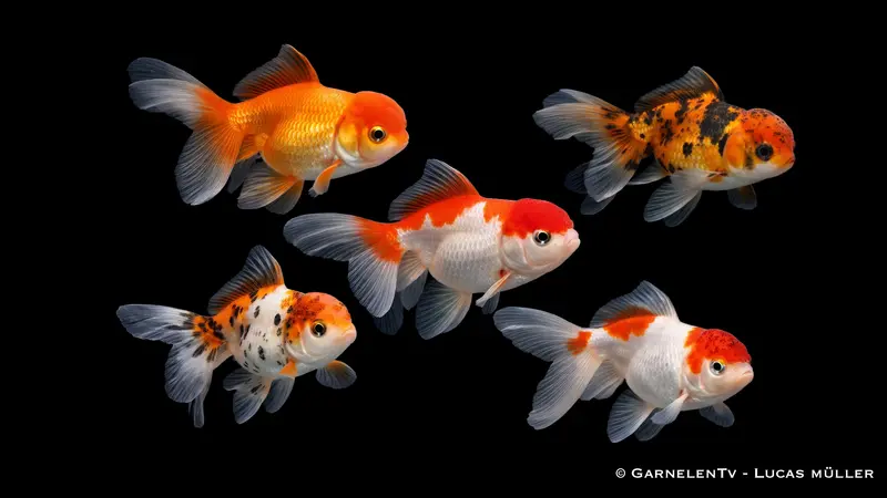 Oranda Butterfly Mix - Carassius auratus auratus (7-8 cm)