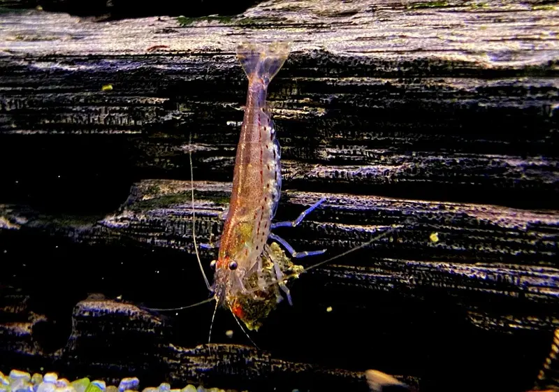 Orange Amanogarnele - Caridina japonica "Orange"