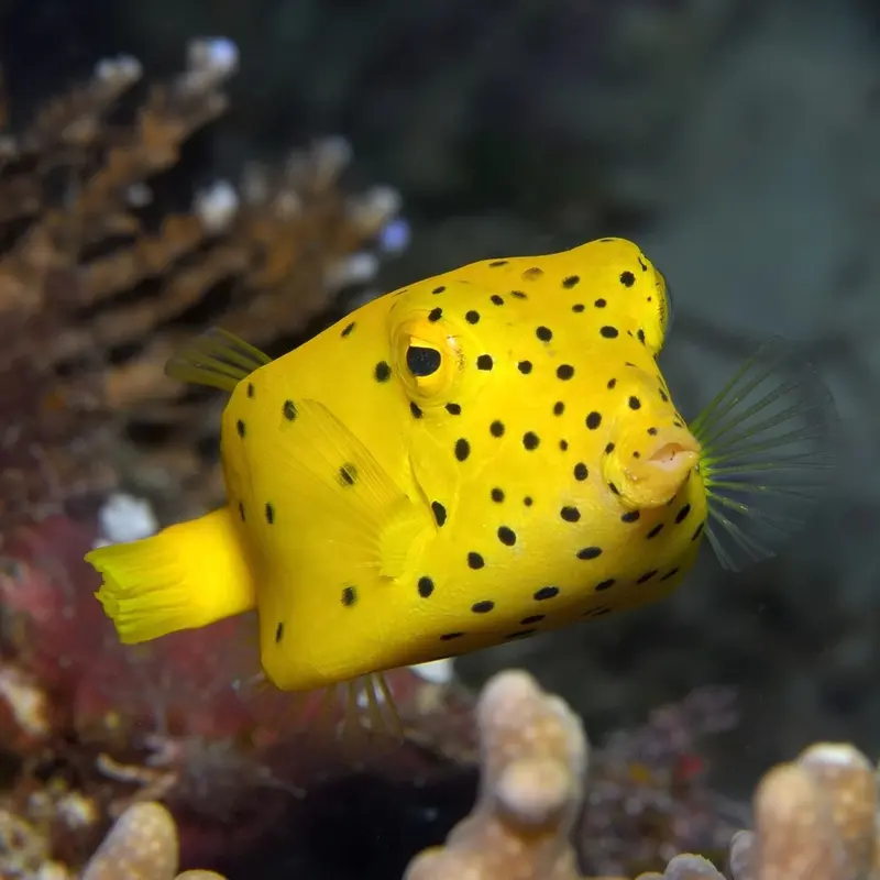 Ostracion cubicus - Gewöhnlicher Kofferfisch