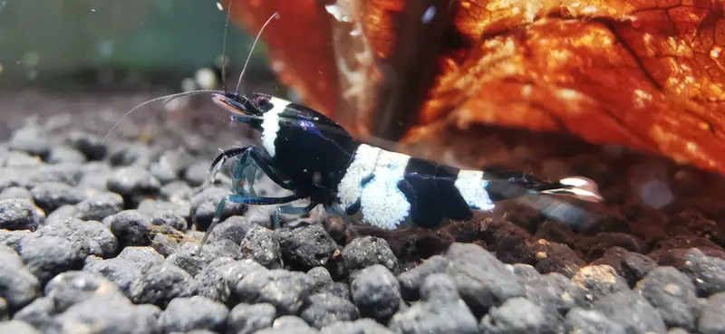 Panda Garnele (Taiwan Bee)