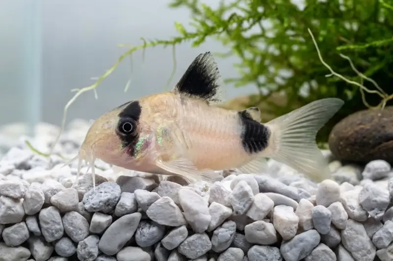 Panda Panzerwels – Corydoras panda