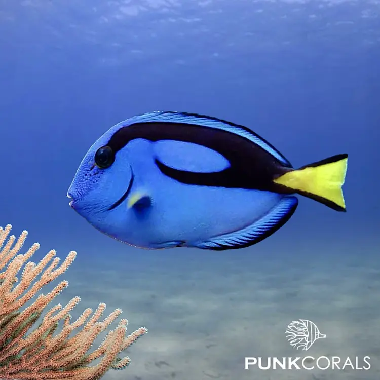 Paracanthurus hepatus Paletten-Doktorfisch