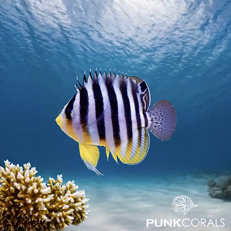 Paracentropyge multifasciata Zebra-Zwergkaiserfisch – NZ
