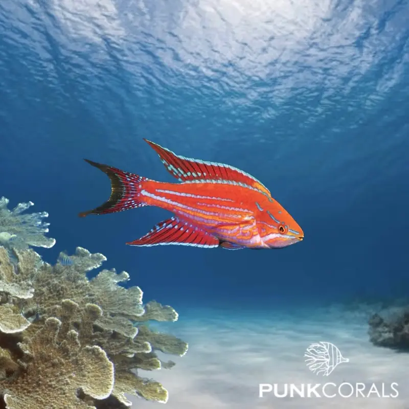 Paracheilinus angulatus Eckflossen-Zwerglippfisch
