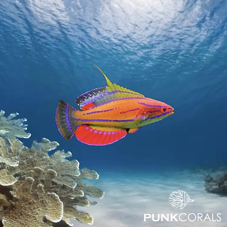 Paracheilinus carpenteri Carpenters Zwerglippfisch
