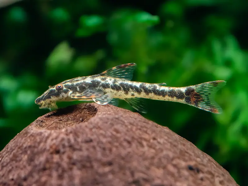 Parotocinclus maculicauda