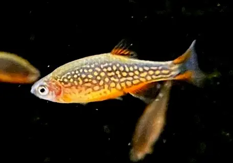 Perlhuhnbärbling - Danio margaritatus