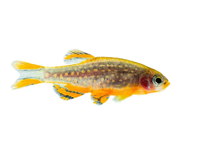 Perlhuhnbärbling (DNZ) - Danio margaritatus