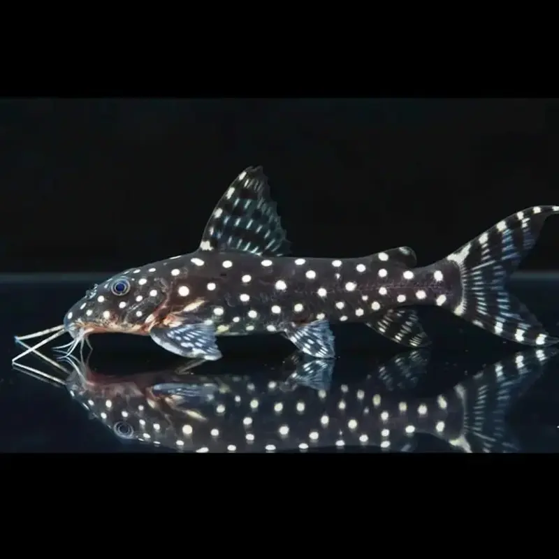 Perlhuhnwels (Synodontis angelicus) 🐟✨