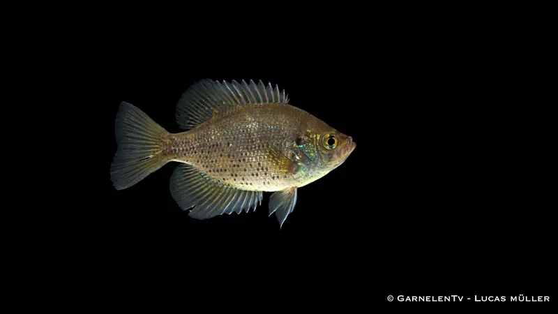 Pfauenaugenbarsch - Centrarchus macropterus
