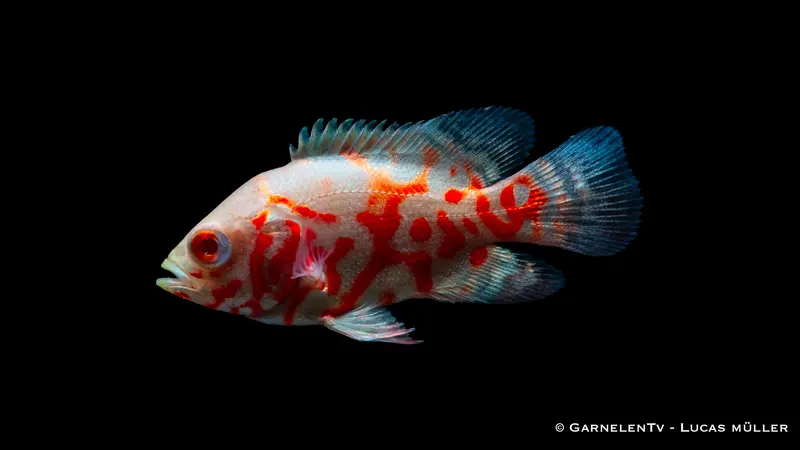 Pfauenaugenbuntbarsch albino Tiger - Astronotus ocellatus (4 cm)