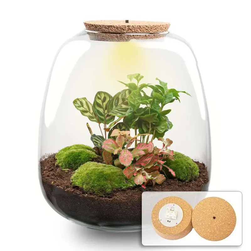 Pflanzen-Terrarium DIY-Kit „Emma Coffea Red“ – Dein wartungsfreier Mini-Dschungel im Glas 🌿💡 - ES+