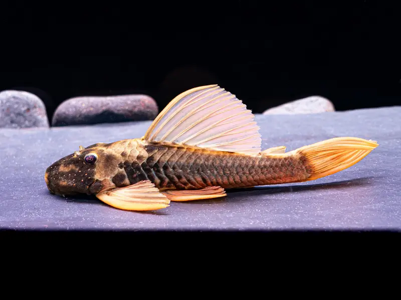 Phase 3 Goldener Segelflossenwels