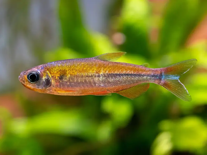 Phenacogrammus cf. "Fantastique-Nioki"
