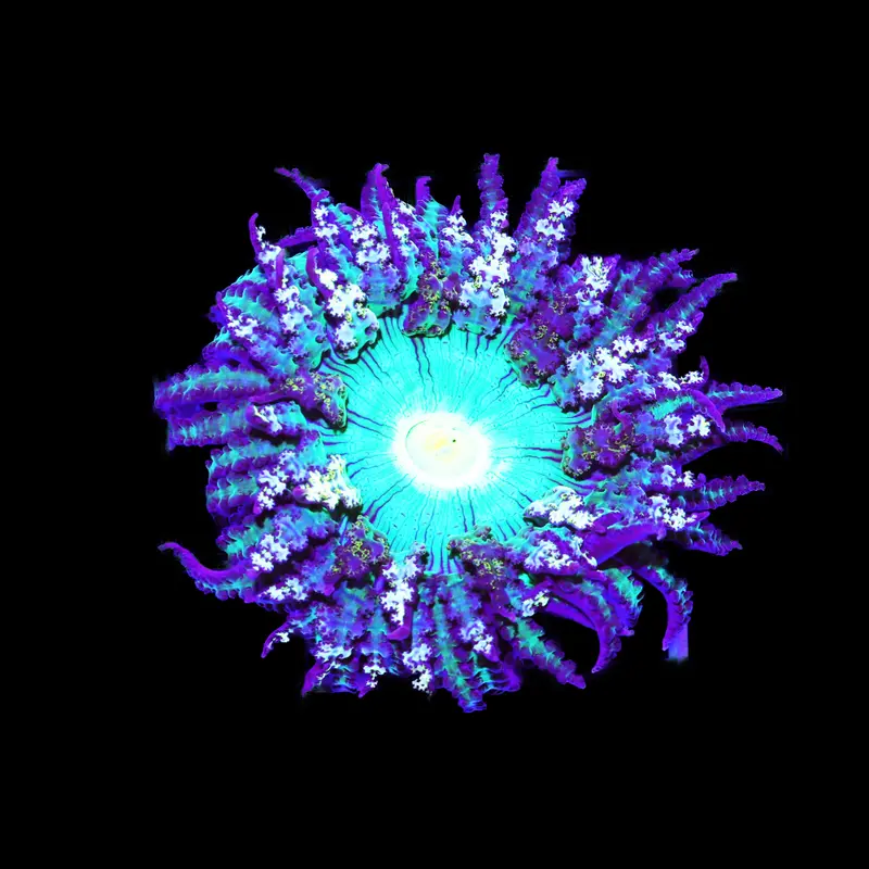 Phymanthus buitendijki Sandanemone