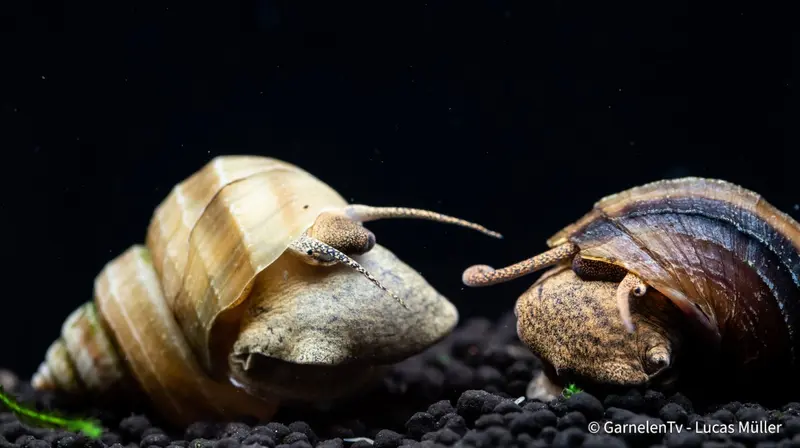 Pianoschnecke / Pinselalgen-Schnecke - Taia naticoides