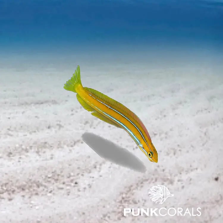 Plagiotremus rhinorhynchos Blaustreifen-Säbelzahnschleimfisch
