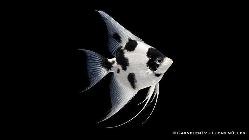 Platinum-Panda-Skalar - Pterophyllum scalare