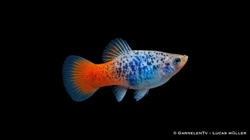 Platy "blau calico glühlicht" - Xiphophorus maculatus