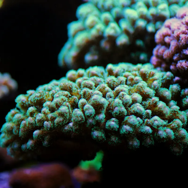 Pocillopora damicornis grün