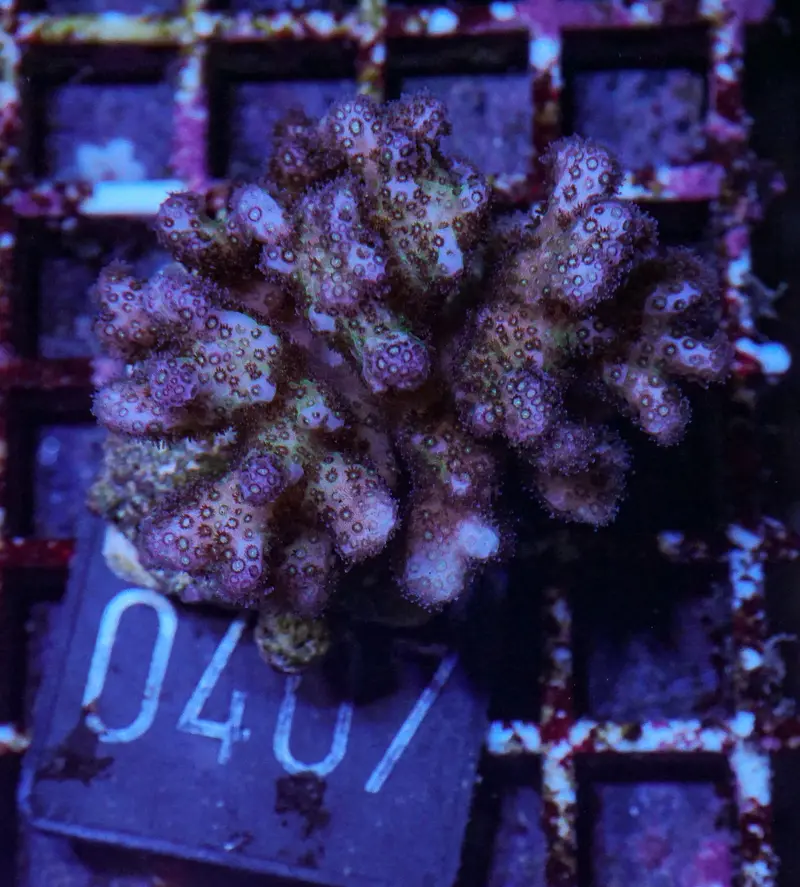 Pocillopora damicornis "tricolor"