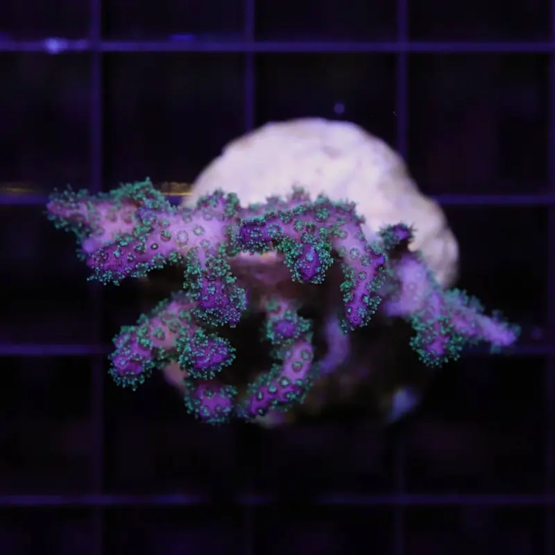 Pocillopora „Tricolor“