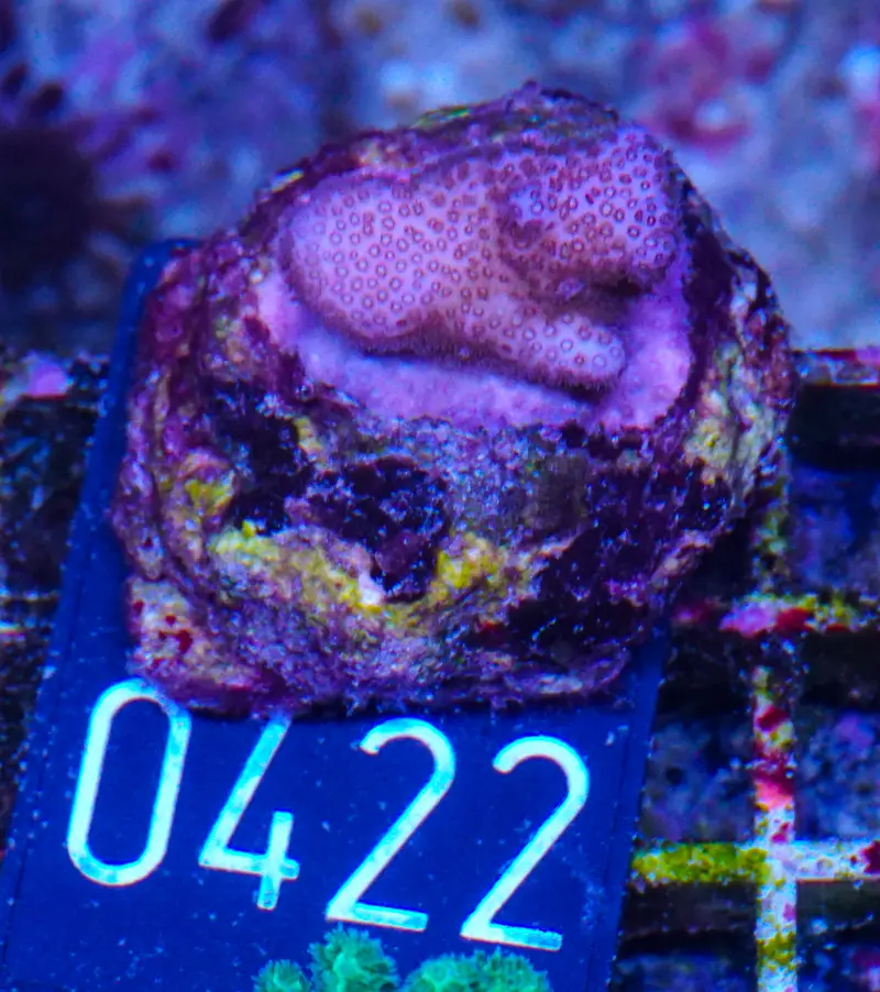 Pocillopora verrucosa "pink"