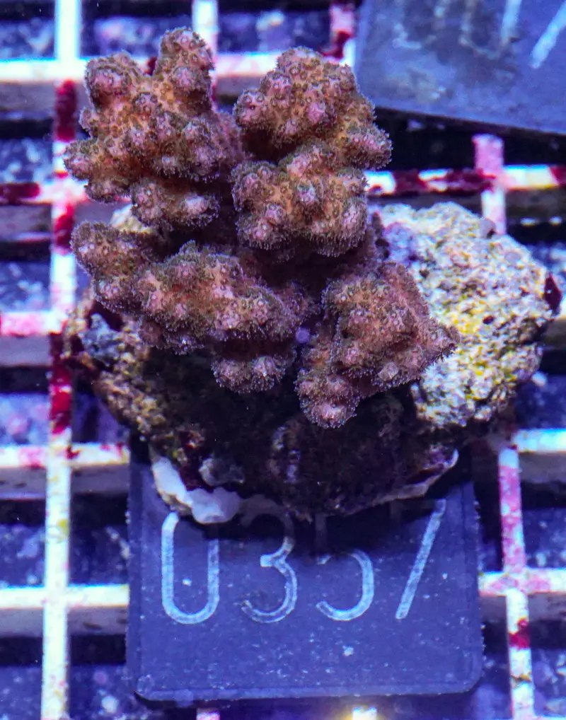 Pocillopora verrucosa
