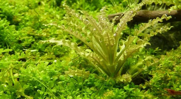 Pogostemon helferi - In vitro cup