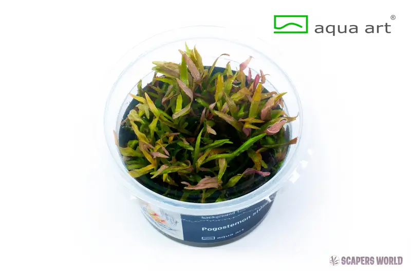 Pogostemon stellatus
