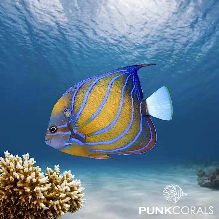 Pomacanthus annularis Ring-Kaiserfisch