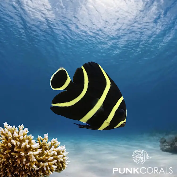 Pomacanthus paru Franzosen-Kaiserfisch