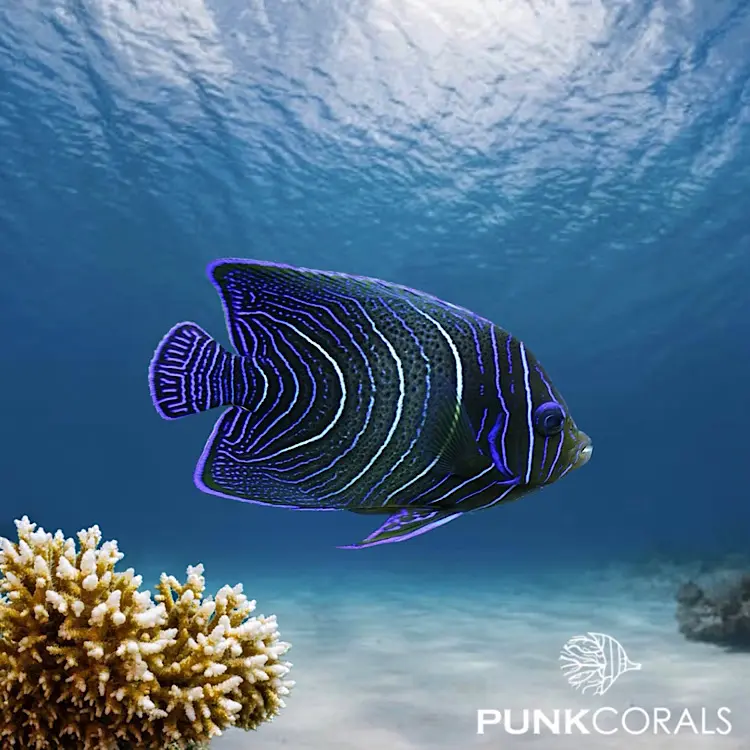 Pomacanthus semicirculatus Koran-Kaiserfisch
