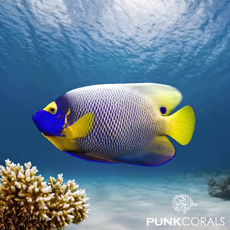 Pomacanthus xanthometopon Blaumasken-Kaiserfisch