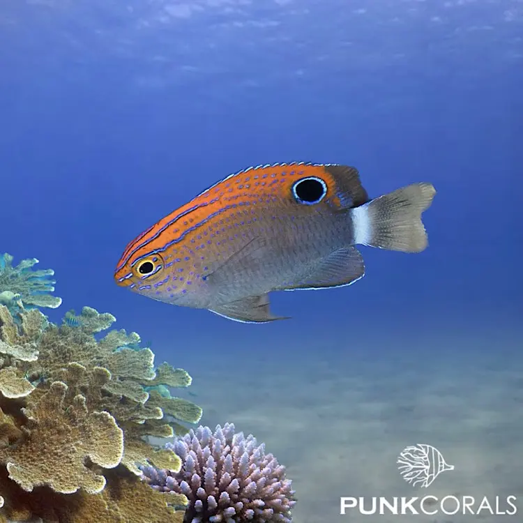 Pomacentrus bankanensis Gefleckte Demoiselle