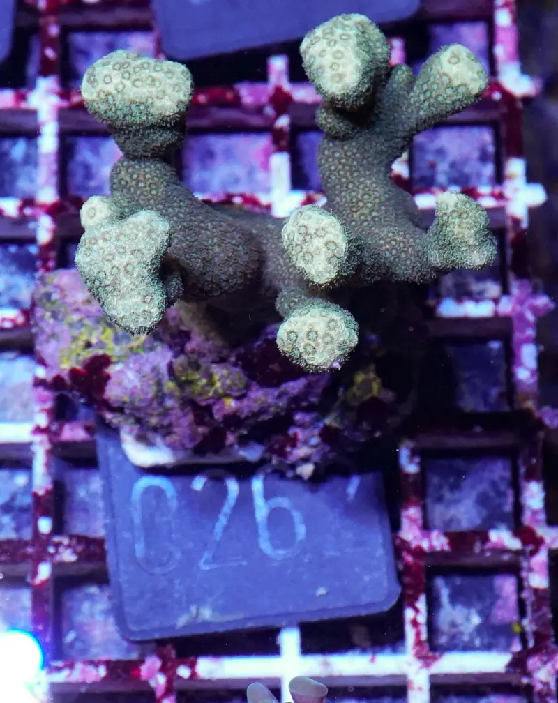 Porites lichen