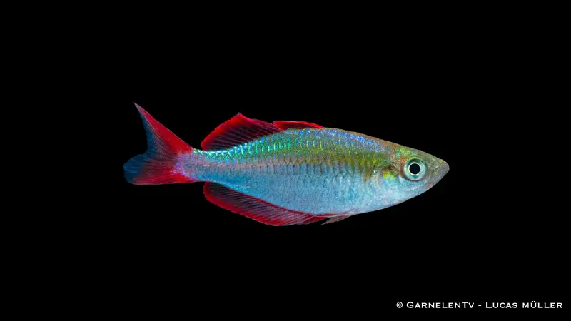 Prachtregenbogenfisch - Iriatherina werneri