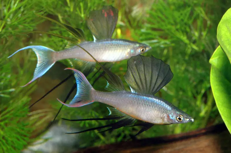 Prachtregenbogenfisch - Iriatherina werneri