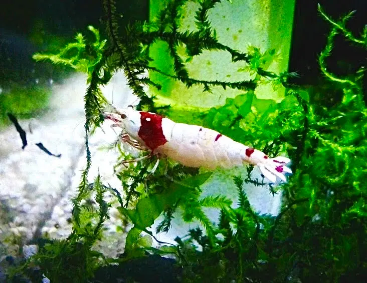 PRL Red Bee Garnelen - Pure Red Line - Caridina