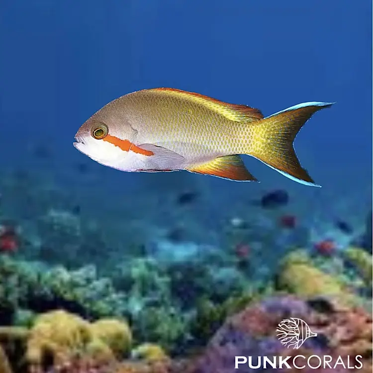 Pseudanthias huchtii Rotwangen-Fahnenbarsch