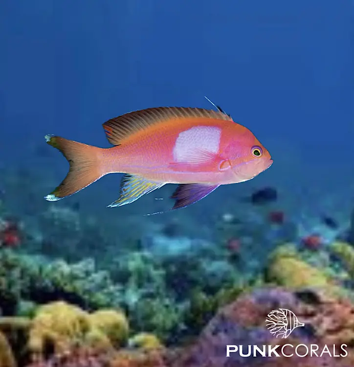 Pseudanthias pleurotaenia Seitenstreifen-Fahnenbarsch