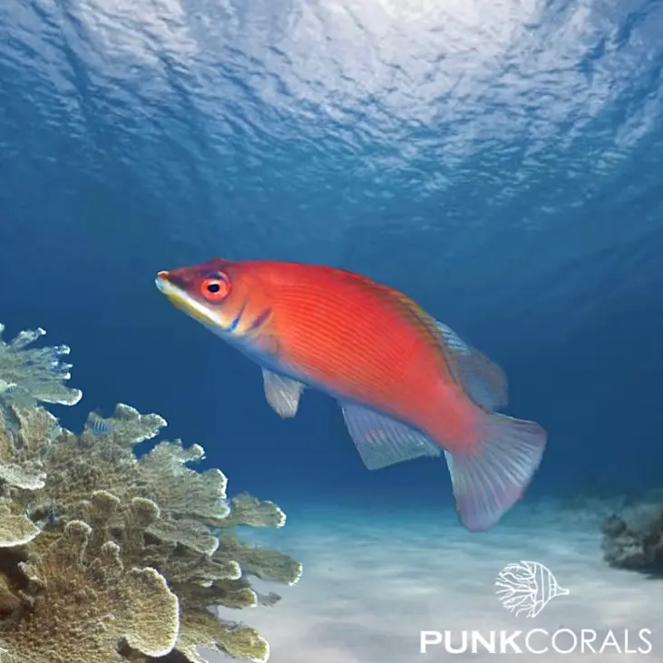 Pseudocheilinus evanidus Streifen-Zwerglippfisch