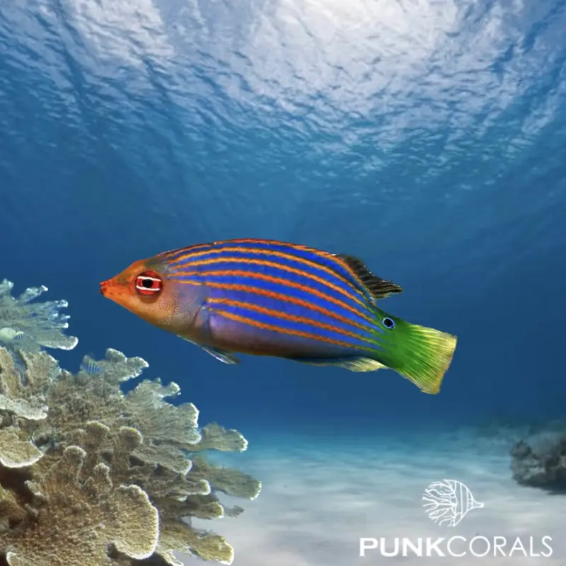 Pseudocheilinus hexataenia Sechsstreifen-Lippfisch