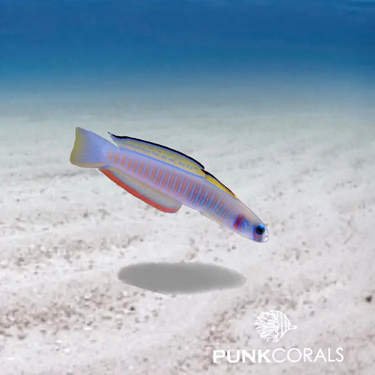 Ptereleotris zebra Zebra-Torpedogrundel