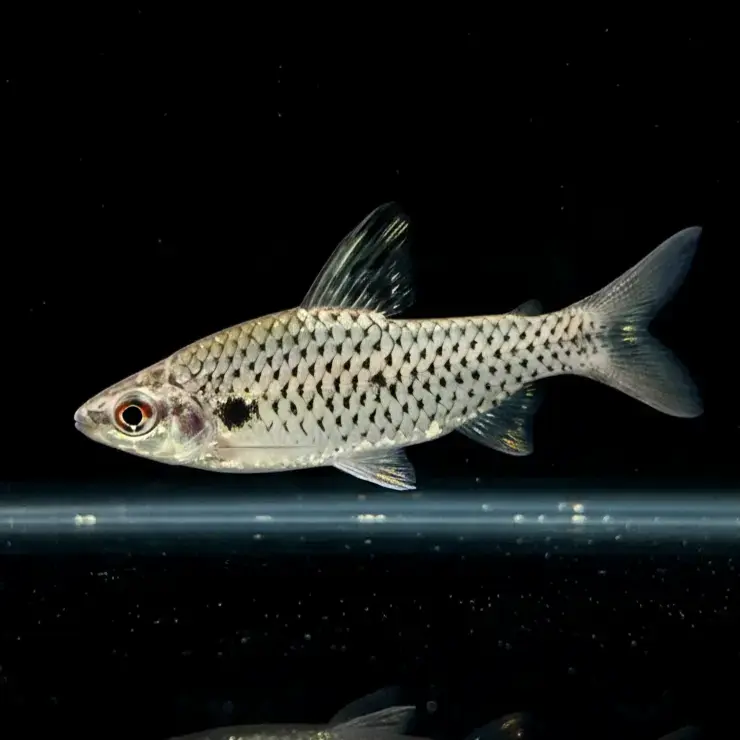 Punktierter Kopfsteher – Chilodus punctatus