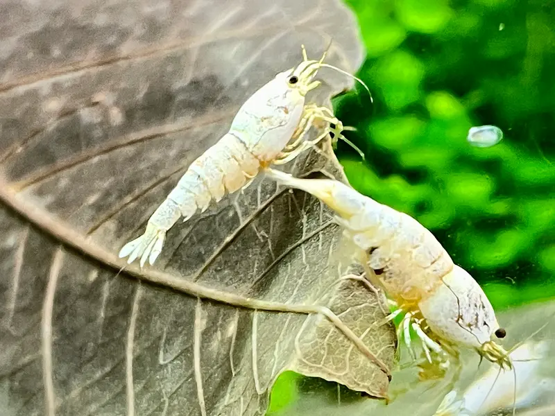 Pure White Line Garnele (PWL)