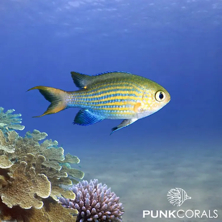 Pycnochromis lineatus Gestreiftes Schwalbenschwänzchen